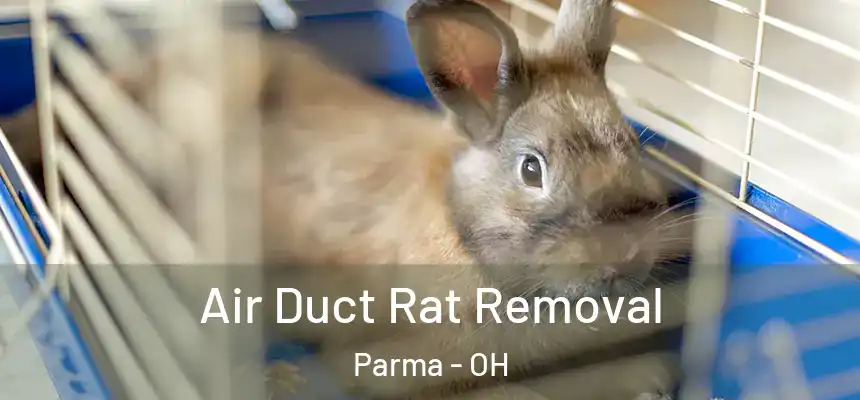 Air Duct Rat Removal Parma - OH